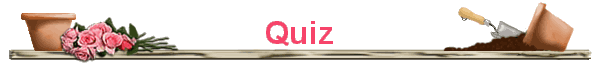 Quiz